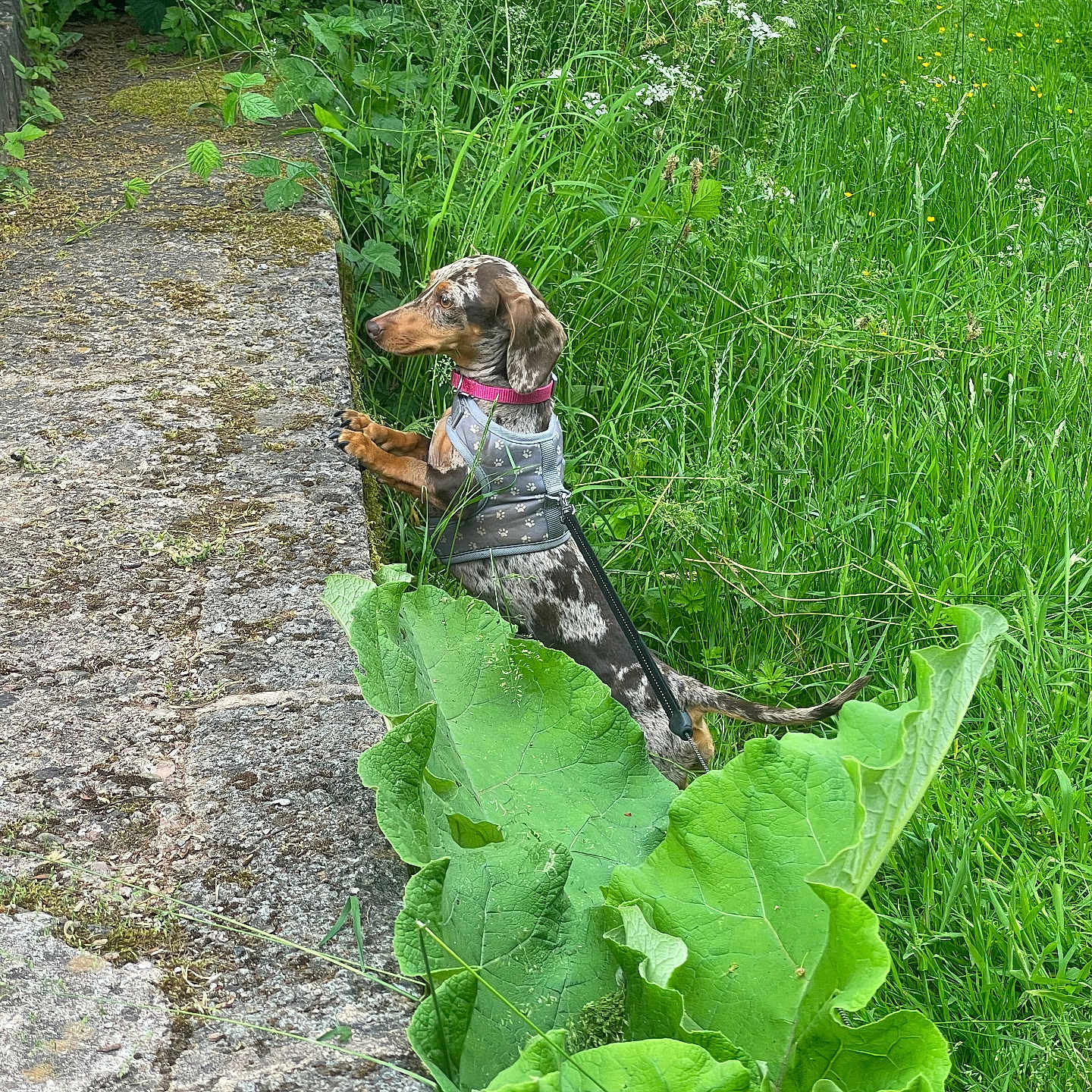 Betty Boo joined the competition — help win amazing prizes! dog, dachshund, pet, outdoor, greenery, grass, leaf, stone, curious, nature, animal, collar, leash, small_dog, garden, side_view, standing, plants, exploration, summer