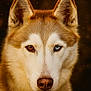 dog, husky, portrait, close_up, heterochromia, brown_eye, blue_eye, fur, animal, pet, mammal, canine, face, ears, snout, whiskers, outdoor, nature, gaze, beautiful