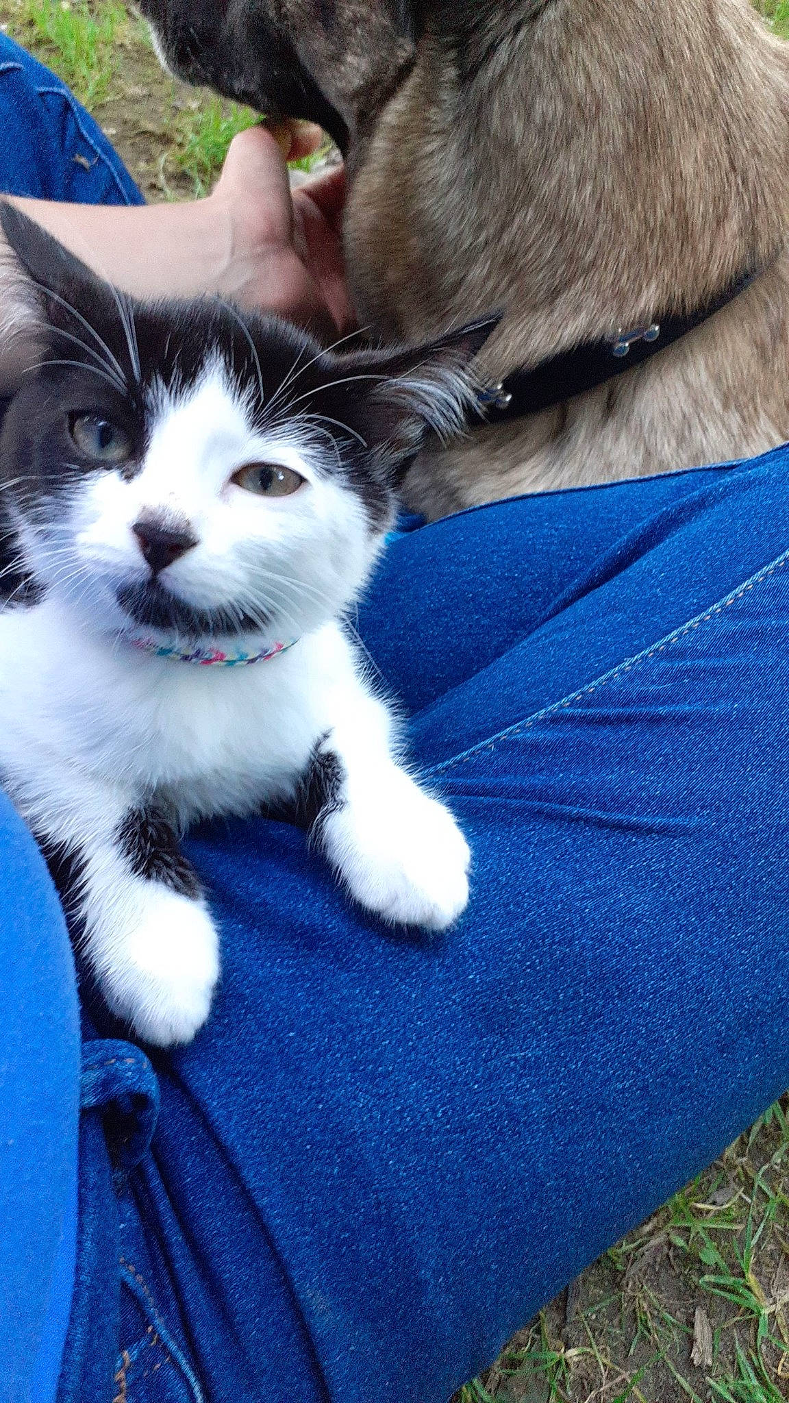 Kira a rejoint le concours — aidez-le/la à gagner de superbes lots ! blue, carnivore, cat, claw, domestic_short_haired_cat, electric_blue, felidae, foot, fur, gesture, grass, human_body, human_leg, mammal, paw, plant, small_to_medium_sized_cats, tail, tree, whiskers