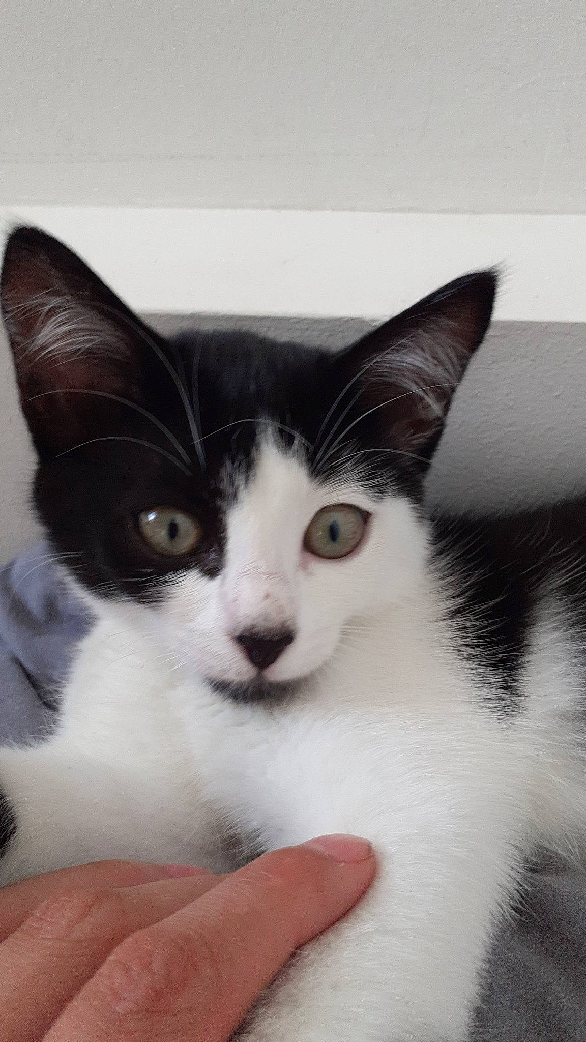 Kira a rejoint le concours — aidez-le/la à gagner de superbes lots ! art, carnivore, cat, comfort, domestic_short_haired_cat, eye, felidae, fur, iris, small_to_medium_sized_cats, snout, whiskers