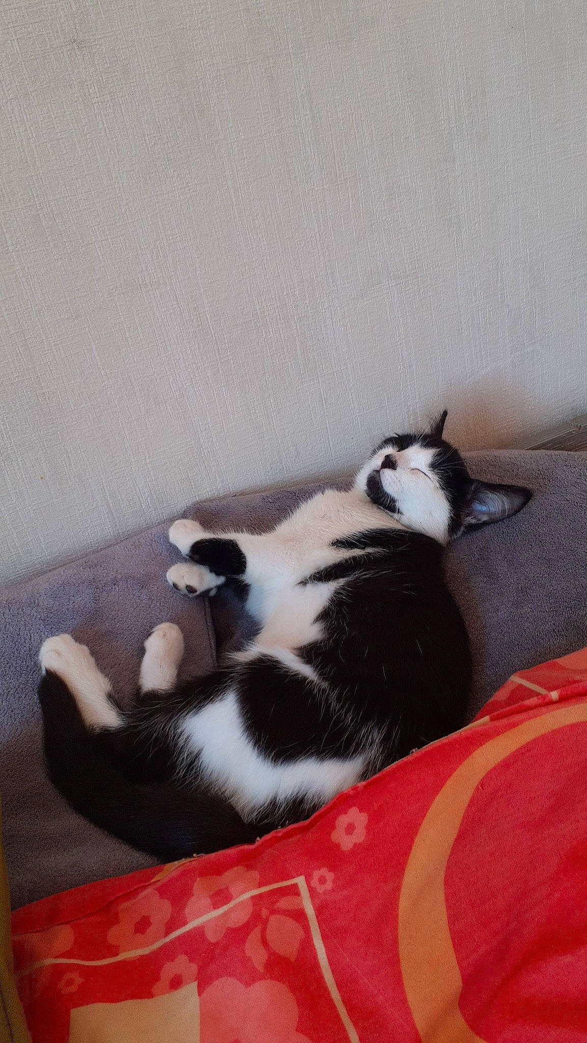 Kira participe au concours pour gagner de l'argent avec cette photo : cat, cat_supply, comfort, domestic_short_haired_cat, felidae, flooring, fur, paw, small_to_medium_sized_cats, snout, tail, terrestrial_animal, whiskers