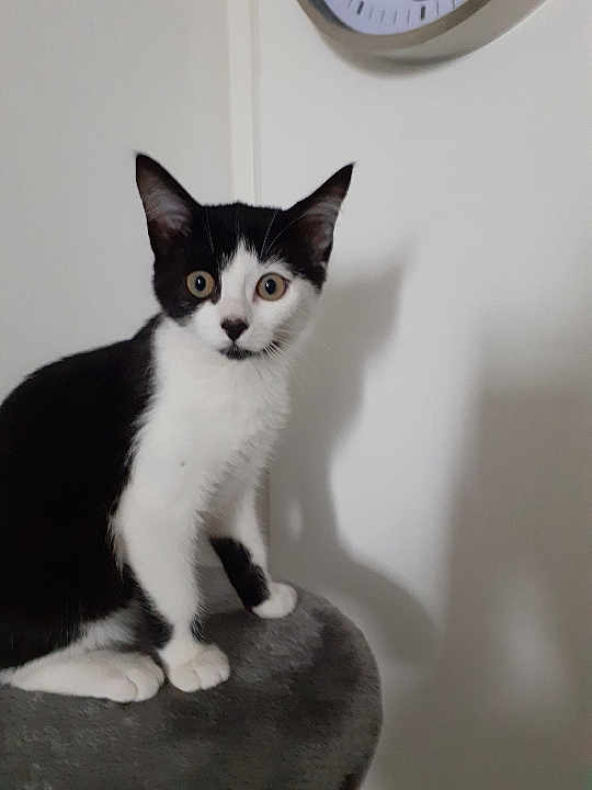 Kira