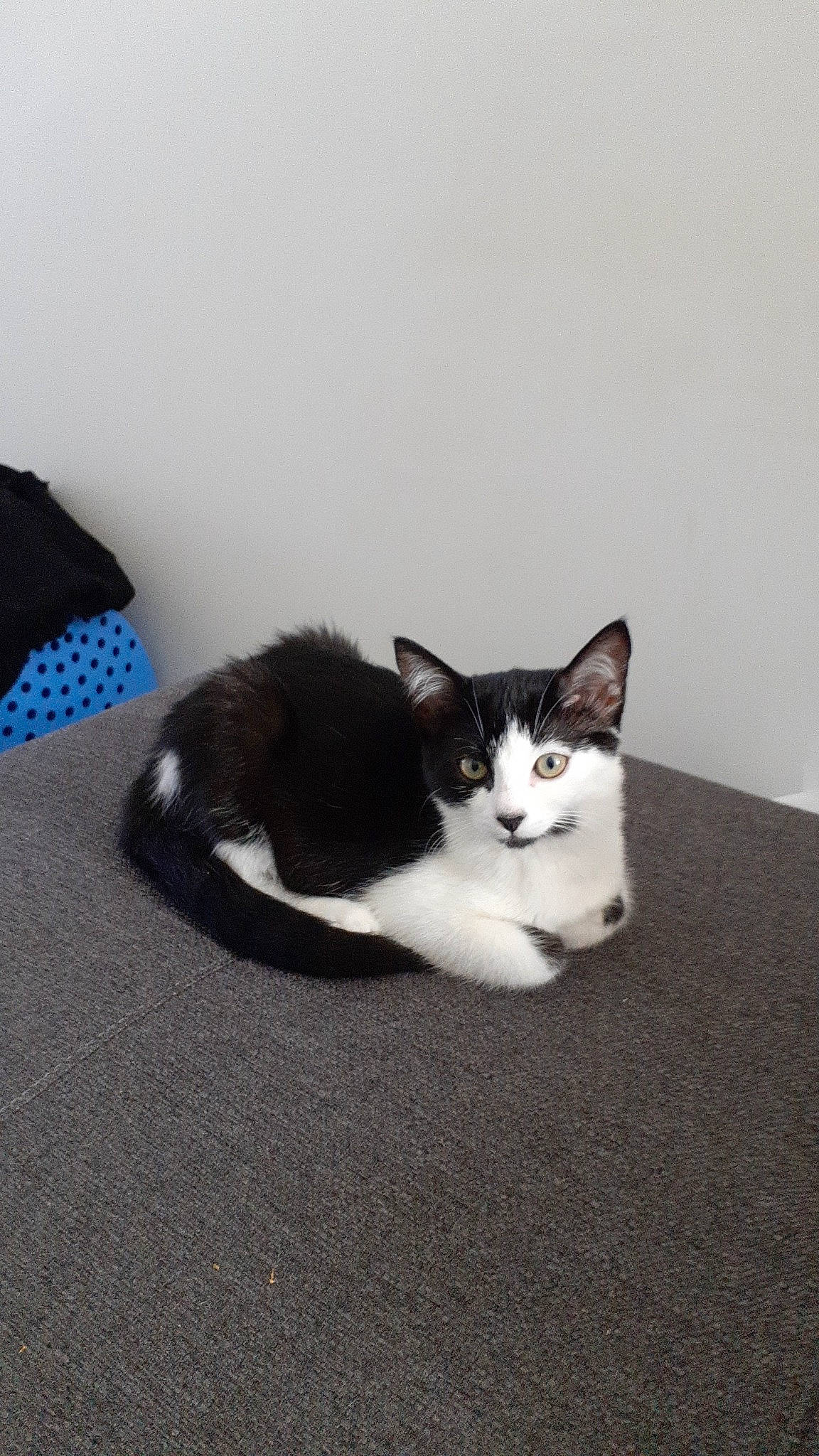 Kira a rejoint le concours — aidez-le/la à gagner de superbes lots ! carnivore, cat, comfort, domestic_short_haired_cat, felidae, flooring, fur, grey, monochrome_photography, paw, sitting, small_to_medium_sized_cats, tail, tree, whiskers, wood