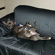 Smoke is registered to the contest to win money with this photo: dog, pitbull, sofa, couch, lying_on_back, belly_up, tongue_out, paws, ears, black_sheet, upholstery, indoor, home, pet, relaxed, sleeping, cute, fur, living_room, blanket