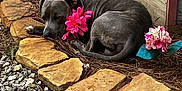 Smoke joined the competition — help win amazing prizes! dog, pit_bull, resting, pink_flower, flower_collar, garden, mulch, stone_border, gravel, decorative_chicken, sleeping, outdoor, pet, collar, landscape, ornament, wooden_box, greenery, close_up, calm