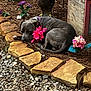 dog, pit_bull, resting, pink_flower, flower_collar, garden, mulch, stone_border, gravel, decorative_chicken, sleeping, outdoor, pet, collar, landscape, ornament, wooden_box, greenery, close_up, calm