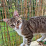 abyssinian, animal, backyard, bamboo, cat, countryside, den, egyptiancat, fence, indoors, kitten, manx, nature, outdoors, person, pet, plant, straw, wood, yard