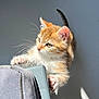 abyssinian, accessories, animal, cat, kitten, manx, pet, siamese, strap