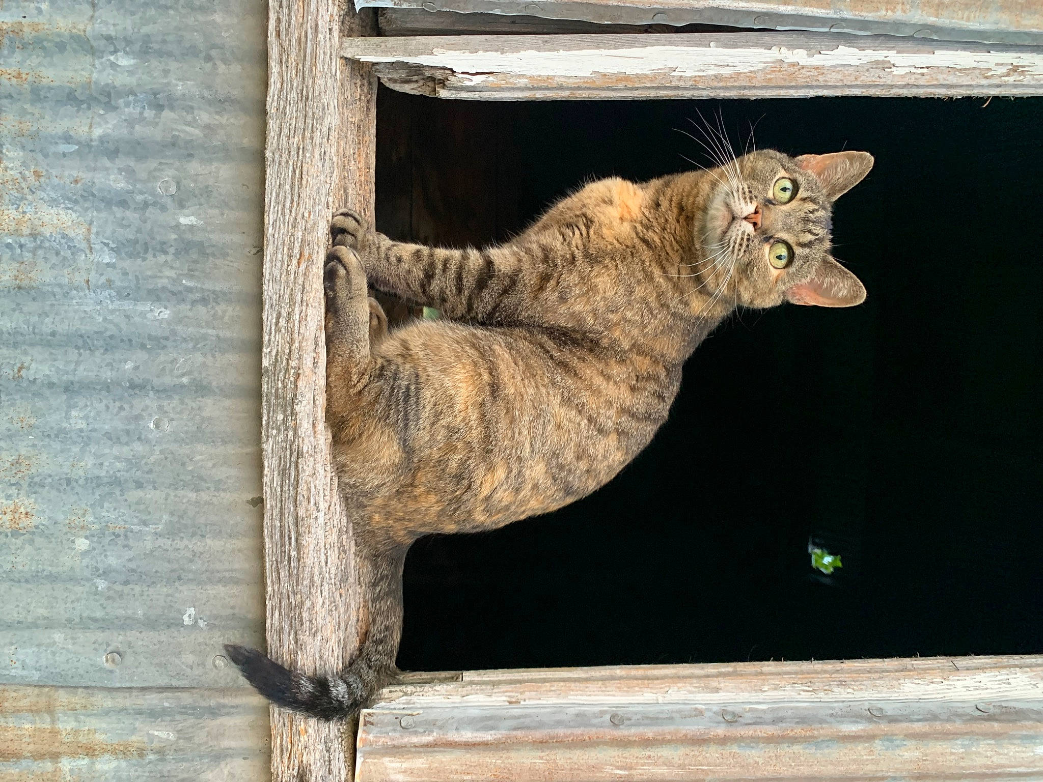 Macibell is registered to the contest to win money with this photo: art, artifact, big_cats, carnivore, cat, domestic_short_haired_cat, fawn, felidae, fur, rectangle, sculpture, small_to_medium_sized_cats, snout, tail, terrestrial_animal, tree, trunk, whiskers, window, wood