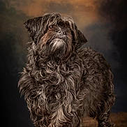 Sophie participe au concours pour gagner de l'argent avec cette photo : dog, fluffy, curly_fur, brown, portrait, wooden_surface, studio_lighting, side_view, pet, animal, looking_away, long_hair, indoor, furry, mammal, standing, cute, adorable, calm, expression