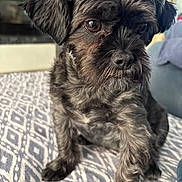 Sophie participe au concours pour gagner de l'argent avec cette photo : animal, black_dog, blanket, canine, close_up, companion, cozy, curly_fur, cute, dog, fur, furry, home, indoor, looking_away, pattern, pet, portrait, sitting, small_dog