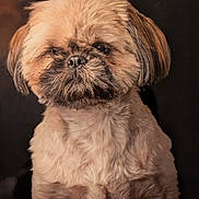 Violette participe au concours pour gagner de l'argent avec cette photo : dog, pet, portrait, fluffy, brown, cute, animal, fur, face, expression, indoors, studio, closeup, adorable, mammal, companion, domestic, canine, looking, sitting