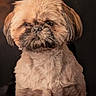 dog, pet, portrait, fluffy, brown, cute, animal, fur, face, expression, indoors, studio, closeup, adorable, mammal, companion, domestic, canine, looking, sitting