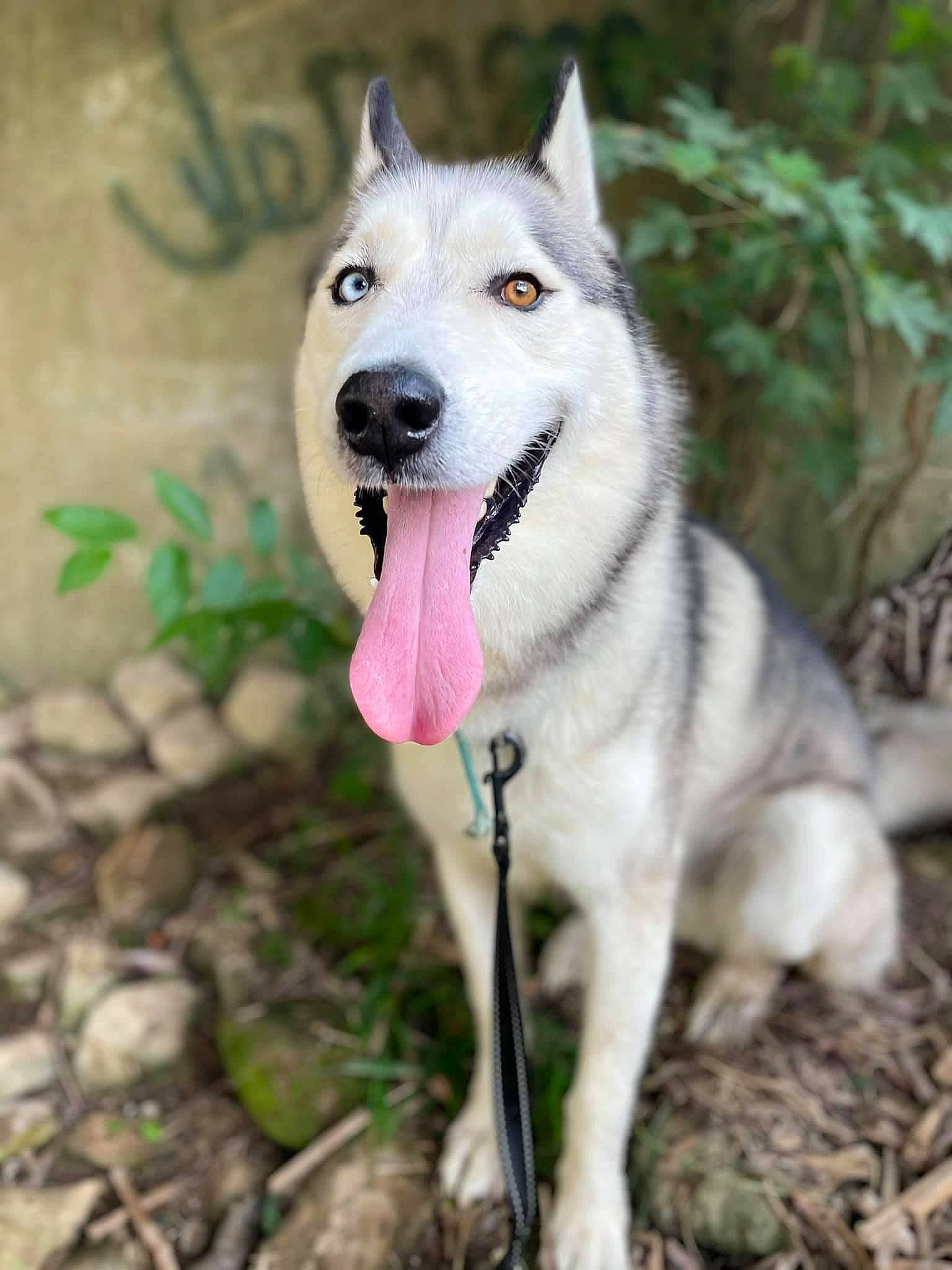 Timber is registered to the contest to win money with this photo: ancient_dog_breeds, canidae, canis, carnivore, collar, dog, dog_breed, fang, fur, grass, plant, siberian_husky, sled_dog, snout, soil, sporting_group, terrestrial_animal, wolf, working_animal, working_dog