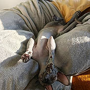 Ades a rejoint le concours — aidez-le/la à gagner de superbes lots ! sphynx_cat, cat, hairless_cat, upside_down, paws, blanket, cozy, sunlight, relaxed, indoor, pet, animal, wrinkles, pink_skin, ears, sleepy, comfort, feline, resting, soft_texture