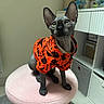 sphynx_cat, cat, pet, hairless_cat, orange_sweater, halloween_theme, stool, pink_stool, indoor, feline, curious, looking_up, cozy_room, furniture, sitting, animal, domestic_cat, close_up, portrait, household