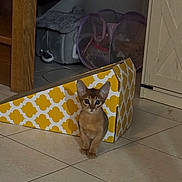 Aralia participe au concours pour gagner de l'argent avec cette photo : kitten, cat, cardboard, scratcher, floor, tile, pet_bed, laundry_basket, furniture, cabinet, indoor, small, cute, animal, pet, curious, young, domestic, home, brown