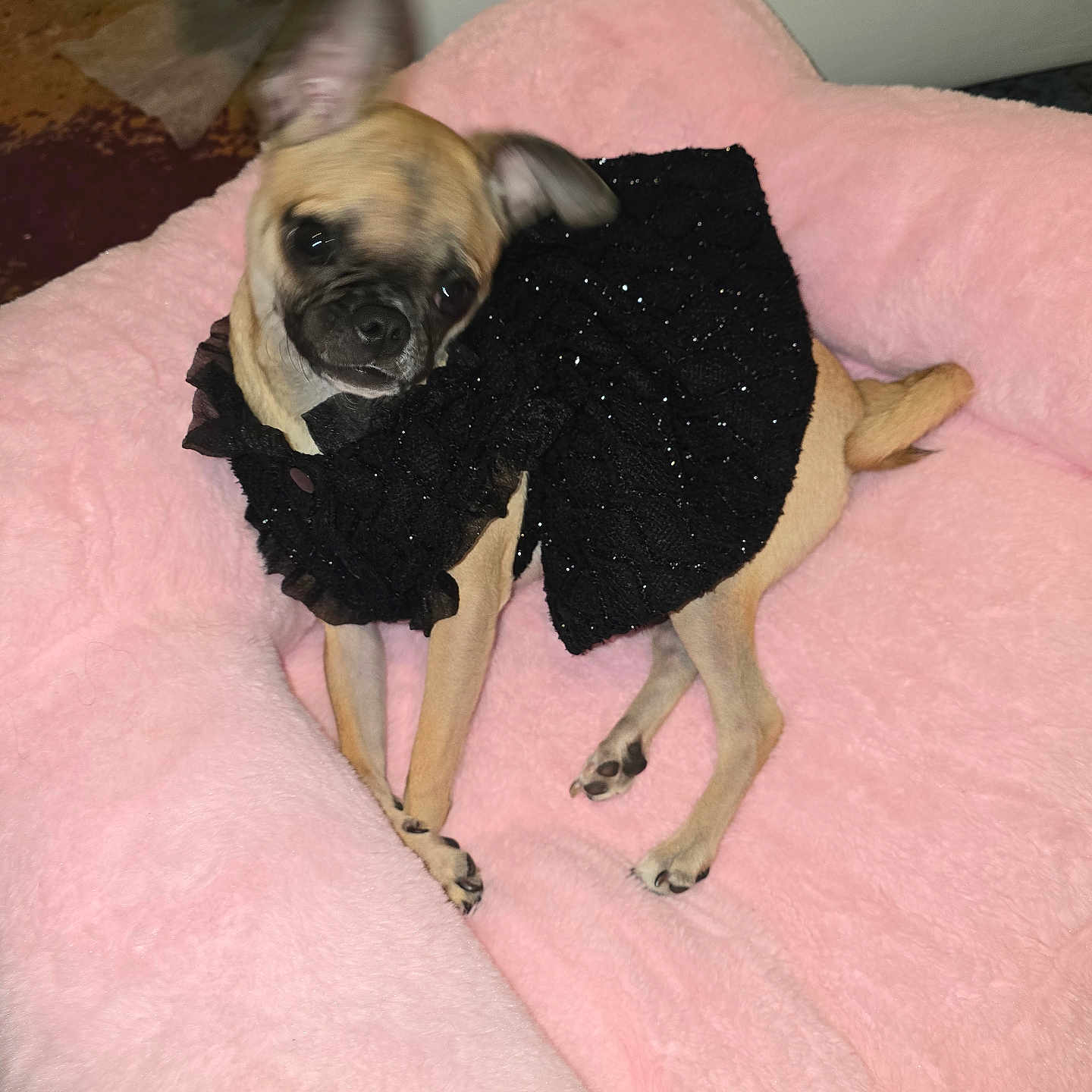 Coco Chanel Chano is registered to the contest to win money with this photo: animal, black_dress, brown_dog, canine, companion, cozy, cute, dog, domestic, fluffy, furniture, indoor, motion_blur, pet, pink_cushion, resting, small_dog, soft_texture, tiny_dog, wearing_clothes