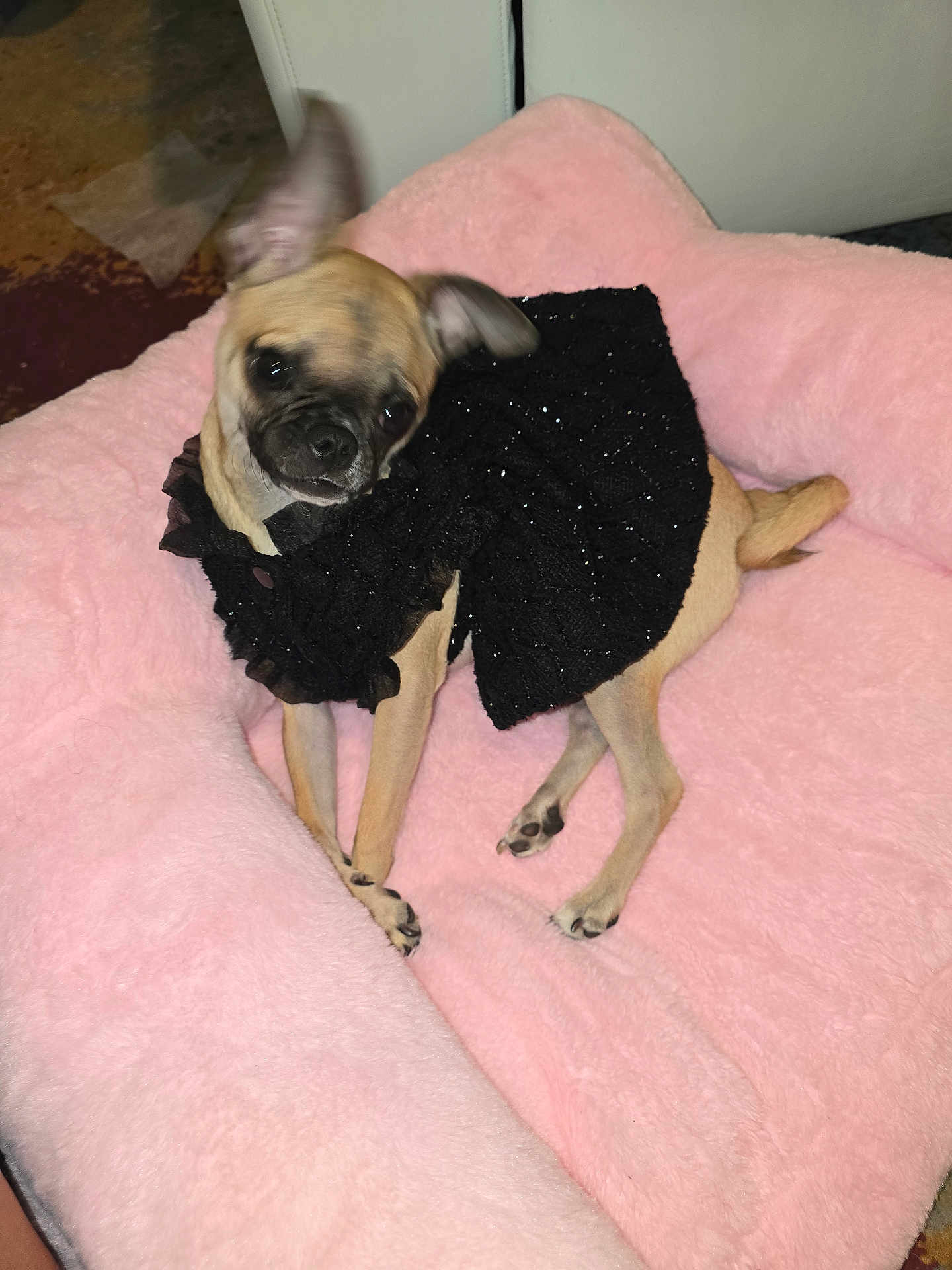 Coco Chanel Chano is registered to the contest to win money with this photo: dog, small_dog, black_dress, pink_cushion, fluffy, pet, indoor, cute, canine, animal, furniture, resting, motion_blur, brown_dog, tiny_dog, cozy, soft_texture, domestic, companion, wearing_clothes