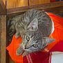 kitten, cat, gray_tabby, pet, indoor, wooden_floor, orange_bag, fabric, curious, looking_up, small_animal, whiskers, ears, eyes, paws, cozy, domestic, resting, playful, young