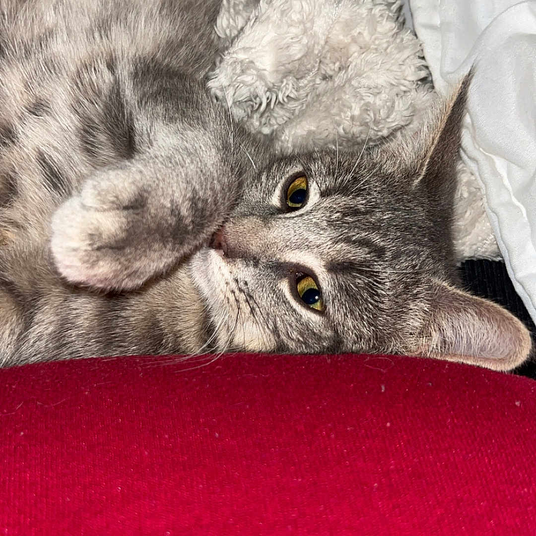 Monya a rejoint le concours — aidez-le/la à gagner de superbes lots ! animal, bed, blanket, cat, closeup, cozy, cute, ears, fur, gray_tabby, indoor, paw, pet, playful, red_fabric, relaxed, resting, sleepy, soft, whiskers