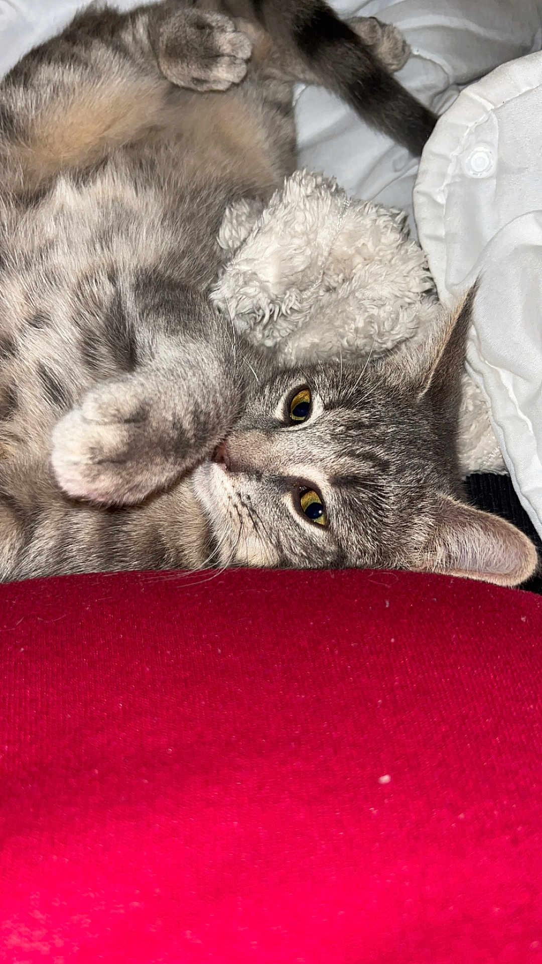 Monya a rejoint le concours — aidez-le/la à gagner de superbes lots ! cat, gray_tabby, paw, blanket, red_fabric, relaxed, cozy, fur, animal, pet, whiskers, ears, closeup, indoor, resting, cute, soft, playful, bed, sleepy