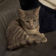 Monya a rejoint le concours — aidez-le/la à gagner de superbes lots ! cat, gray_cat, tabby, striped, feline, pet, domestic_animal, animal, couch, sofa, furniture, indoor, resting, relaxed, paw, tail, ear, whiskers, looking, cozy