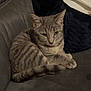 cat, gray_cat, tabby, striped, feline, pet, domestic_animal, animal, couch, sofa, furniture, indoor, resting, relaxed, paw, tail, ear, whiskers, looking, cozy
