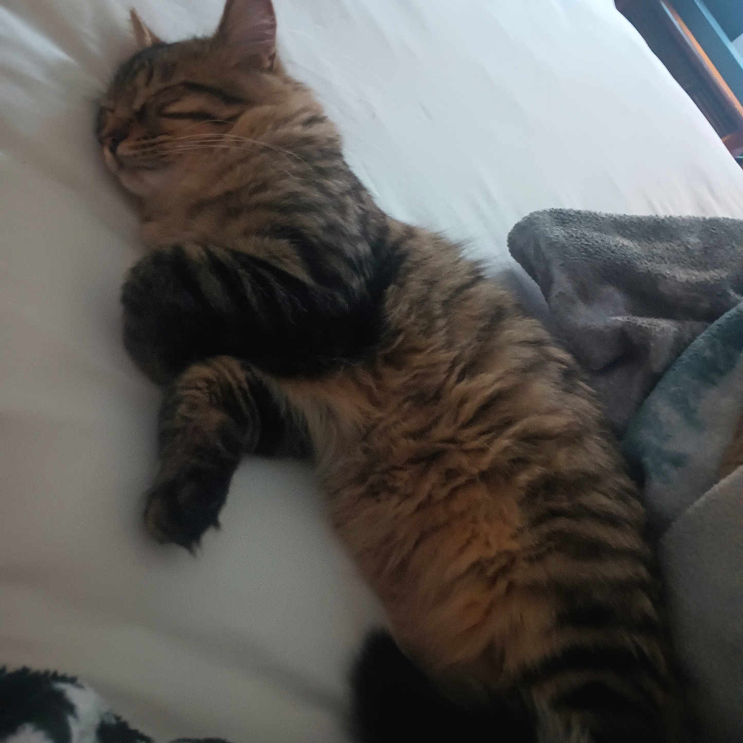 Smokey is registered to the contest to win money with this photo: animal, bed, blanket, cat, cozy, cute, domestic_animal, feline, fur, indoor, mammal, nap, paw, pet, relaxed, resting, sleeping, striped, tabby, whiskers