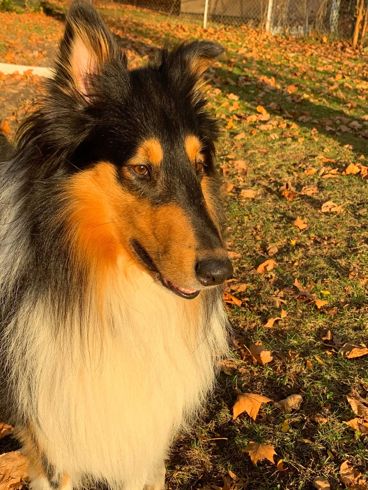 Macleod is registered to the contest to win money with this photo: canidae, carnivore, collie, companion_dog, dog, dog_breed, fawn, fur, grass, herding_dog, rough_collie, scotch_collie, shetland_sheepdog, snout, sporting_group, terrestrial_animal, tints_and_shades, tree, whiskers, working_animal