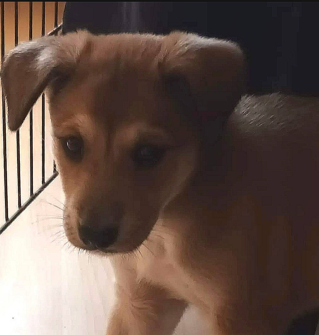 The Mischievous Loki