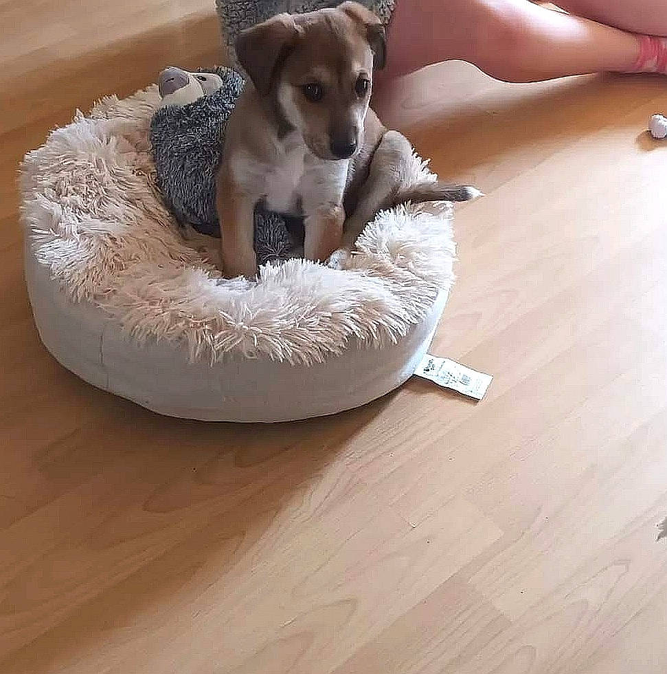 The Mischievous Loki is registered to the contest to win money with this photo: carnivore, comfort, companion_dog, dog, dog_bed, dog_breed, dog_supply, fawn, floor, flooring, hardwood, laminate_flooring, linens, paw, pet_supply, snout, wood, wood_flooring, wood_stain, working_animal