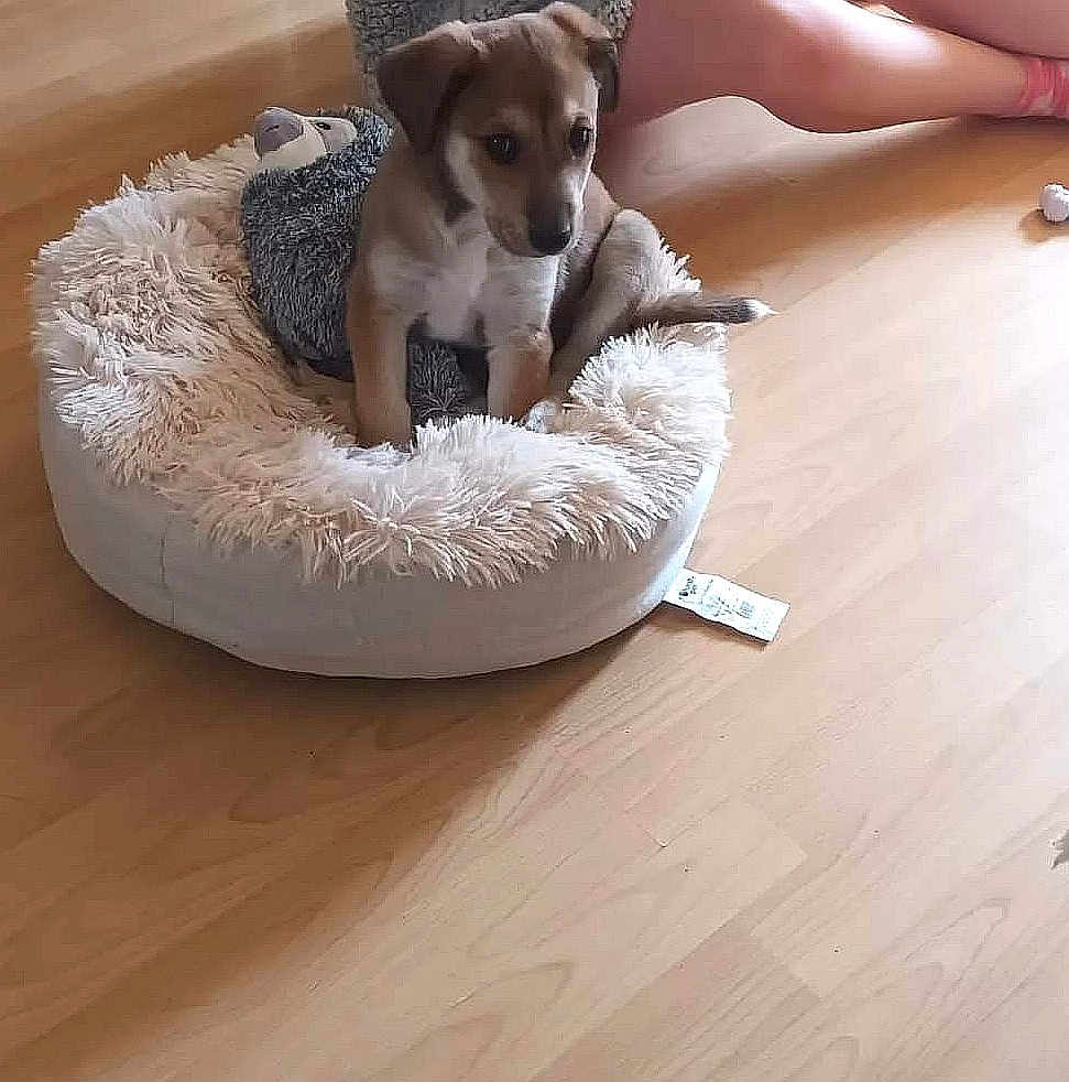 Loki