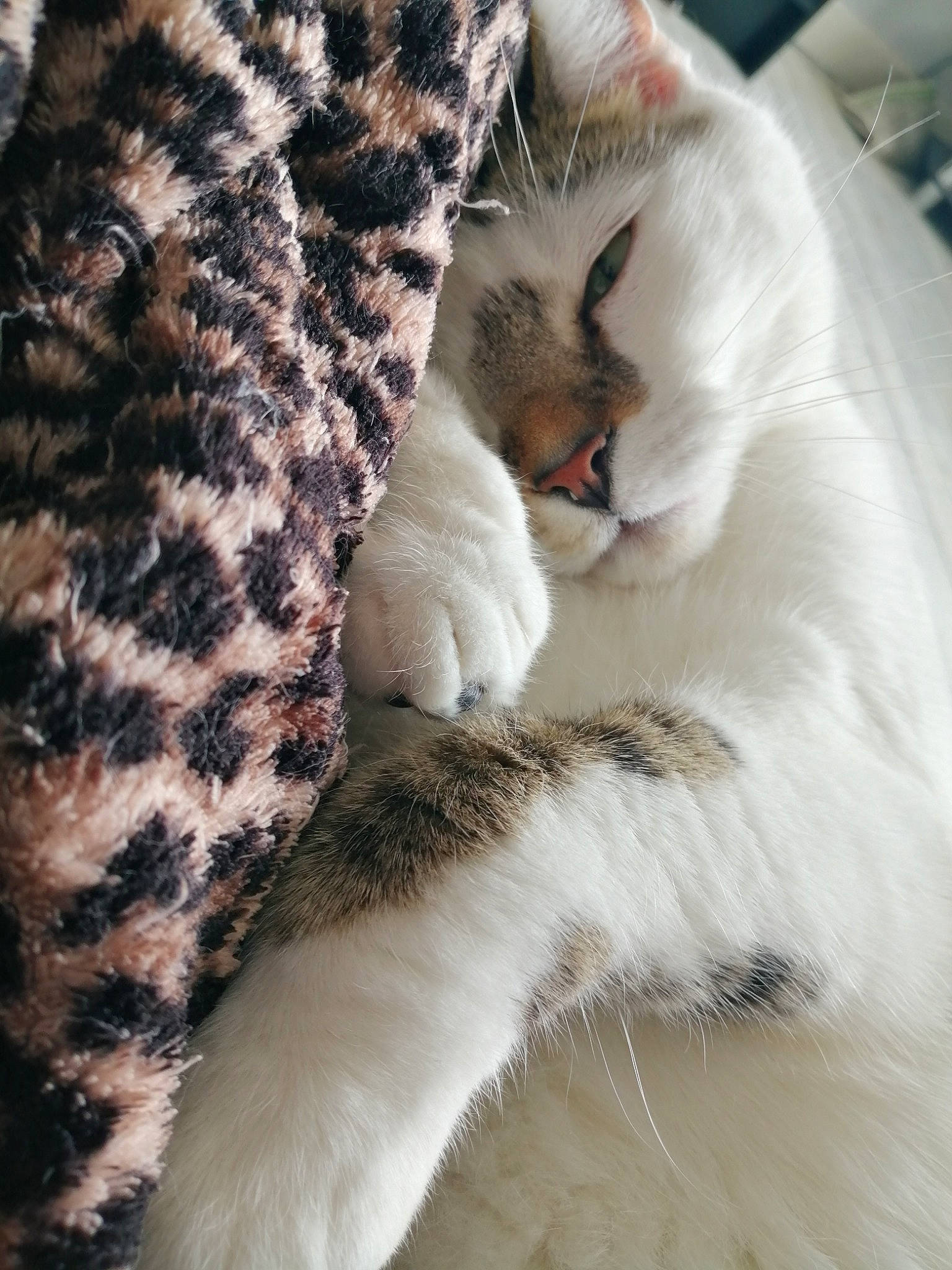 Mr Jingles is registered to the contest to win money with this photo: bed, carnivore, cat, claw, comfort, couch, domestic_short_haired_cat, fawn, felidae, fur, linens, nap, pattern, paw, sleep, small_to_medium_sized_cats, snout, tail, terrestrial_animal, whiskers