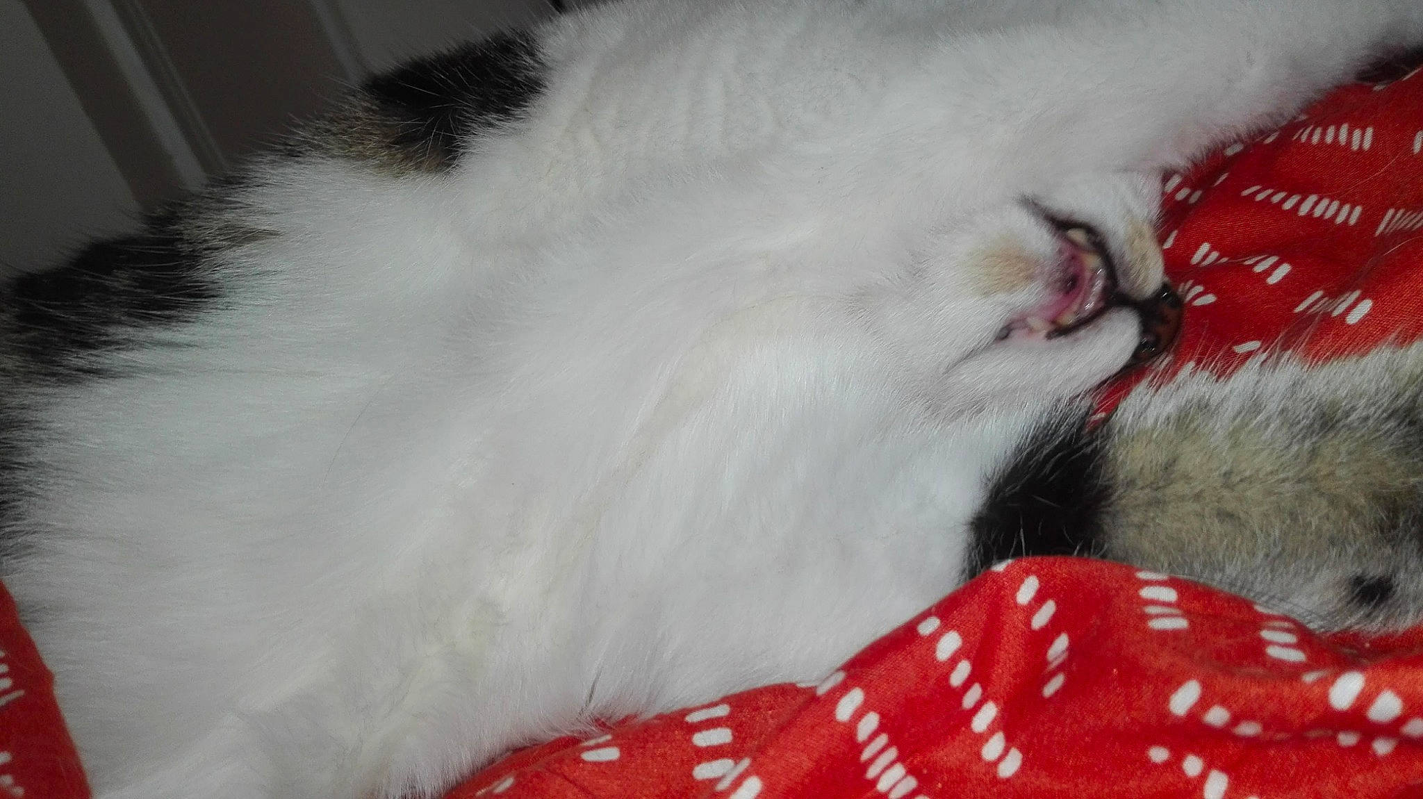 Mr Jingles is registered to the contest to win money with this photo: carmine, cat, claw, domestic_short_haired_cat, event, fang, felidae, foot, fur, pattern, paw, small_to_medium_sized_cats, tail, whiskers, yawn