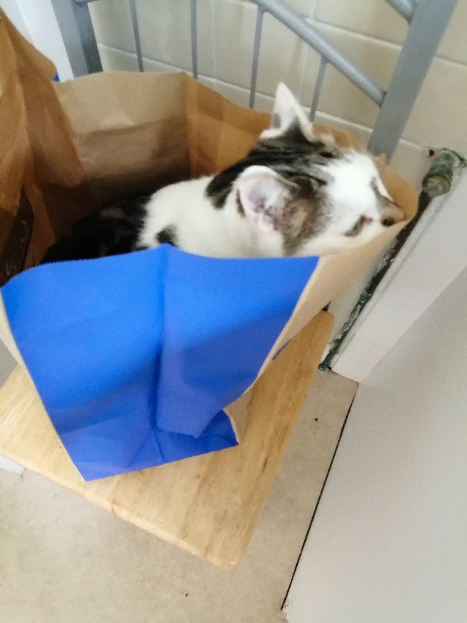 Mr Jingles is registered to the contest to win money with this photo: box, cardboard, carnivore, carton, cat, cat_supply, comfort, domestic_short_haired_cat, felidae, flooring, fur, hardwood, packaging_and_labeling, packing_materials, pet_supply, shipping_box, small_to_medium_sized_cats, tail, whiskers, wood