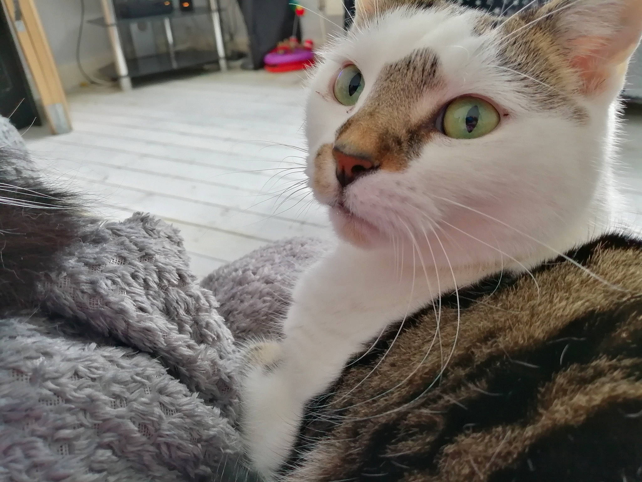 Mr Jingles joined the competition — help win amazing prizes! carnivore, cat, claw, collar, comfort, domestic_short_haired_cat, felidae, fur, paw, pet_supply, small_to_medium_sized_cats, snout, tail, terrestrial_animal, whiskers, window