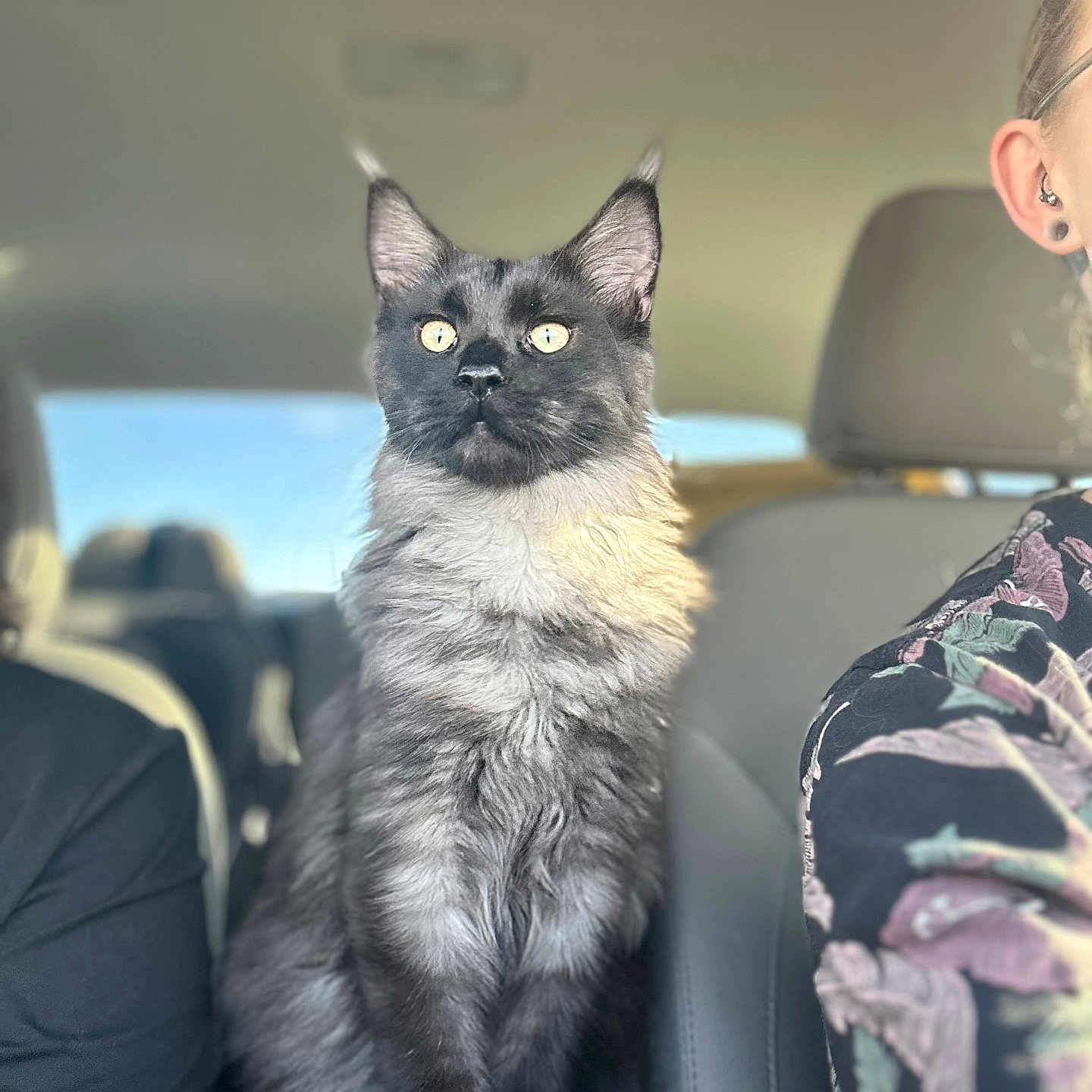 Lucifur joined the competition — help win amazing prizes! adult, animal, car, car_interior, carseat, cat, cushion, face, head, headrest, homedecor, kitten, male, man, person, pet, photography, siamese, transportation, vehicle