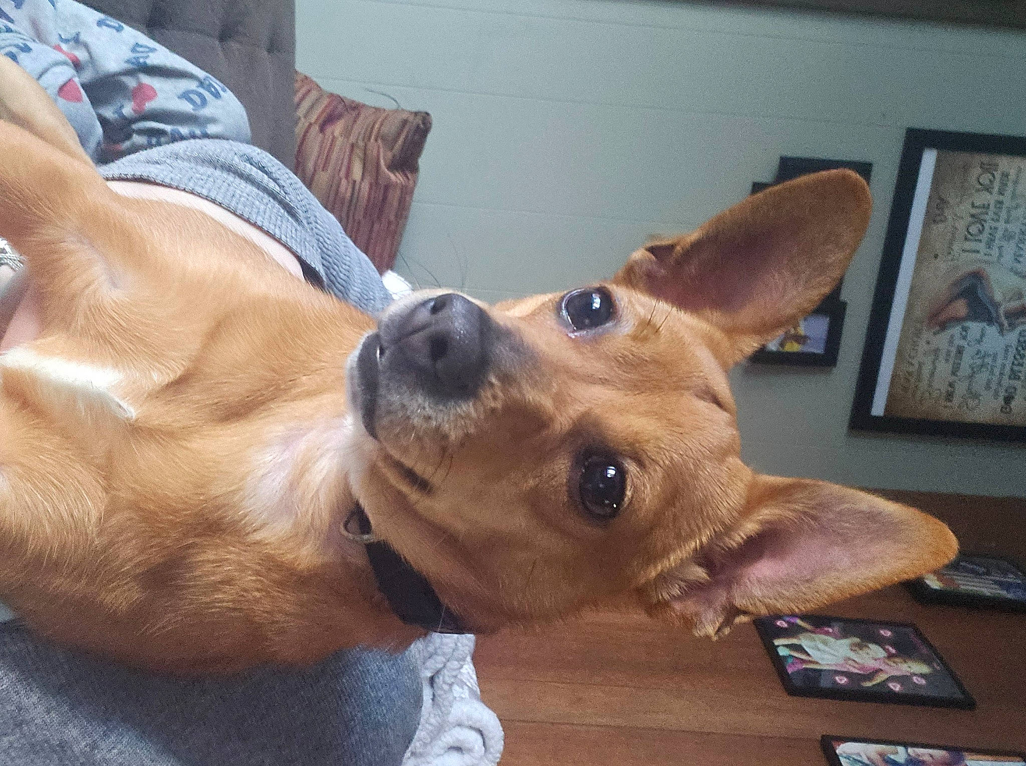 Mirabel is registered to the contest to win money with this photo: canidae, carnivore, collar, comfort, companion_dog, dog, dog_breed, dog_collar, dog_supply, ear, fawn, fur, jaw, paw, pet_supply, picture_frame, snout, sporting_group, whiskers, working_animal