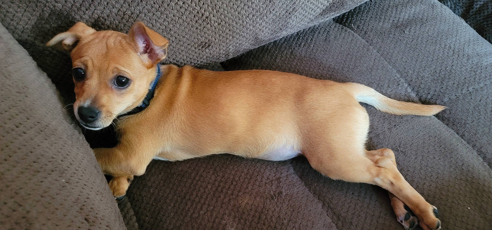 Mirabel is registered to the contest to win money with this photo: ancient_dog_breeds, canidae, carnivore, collar, comfort, companion_dog, dog, dog_breed, dog_supply, fawn, fur, non_sporting_group, sporting_group, tail, terrestrial_animal, toy_dog, whiskers, working_animal