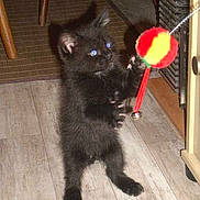 Taïs et kaya participe au concours pour gagner de l'argent avec cette photo :