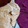 Katie is registered to the contest to win money with this photo: cat, orange_tabby, sleeping, fur, paw, whiskers, cozy, blanket, purple, blue, indoor, pet, cute, relaxed, animal, feline, resting, closeup, soft, comfort