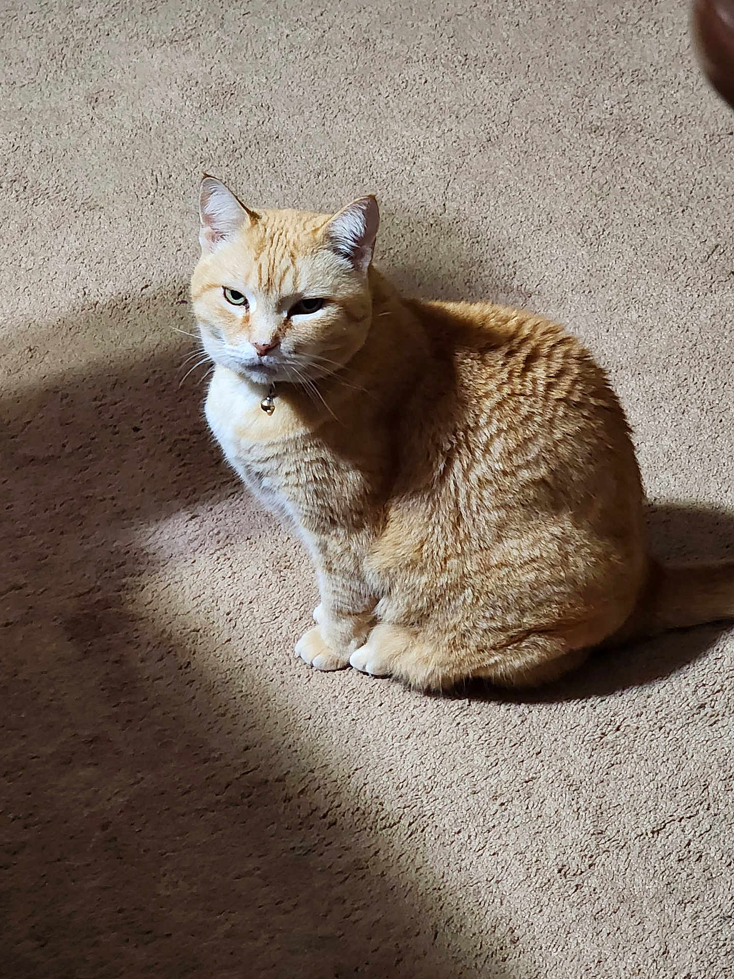 Katie joined the competition — help win amazing prizes! cat, ginger_cat, pet, animal, feline, sitting, carpet, indoor, sunlight, shadow, fur, whiskers, ears, tail, collar, domestic_cat, cute, alert, portrait, mammal