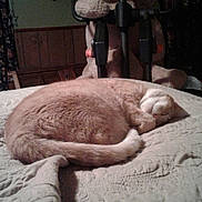 Katie joined the competition — help win amazing prizes! cat, sleeping, bed, blanket, indoor, furniture, curtains, wooden, cozy, pet, animal, resting, tail, fur, domestic, quiet, peaceful, room, home, nap