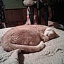 cat, sleeping, bed, blanket, indoor, furniture, curtains, wooden, cozy, pet, animal, resting, tail, fur, domestic, quiet, peaceful, room, home, nap