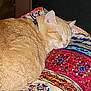Katie is registered to the contest to win money with this photo: cat, ginger_cat, sleeping, quilt, patterned, colorful, indoor, cozy, pet, fur, rest, domestic_animal, closeup, cushion, relaxation, cute, animal, feline, comfort, nap