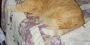 Katie is registered to the contest to win money with this photo: cat, orange_tabby, sleeping, bed, quilt, pillow, floral_pattern, indoor, feline, cozy, resting, pet, domestic_animal, soft_lighting, carpet, wooden_headboard, relaxation, side_view, tail, fur