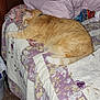 cat, orange_tabby, sleeping, bed, quilt, pillow, floral_pattern, indoor, feline, cozy, resting, pet, domestic_animal, soft_lighting, carpet, wooden_headboard, relaxation, side_view, tail, fur