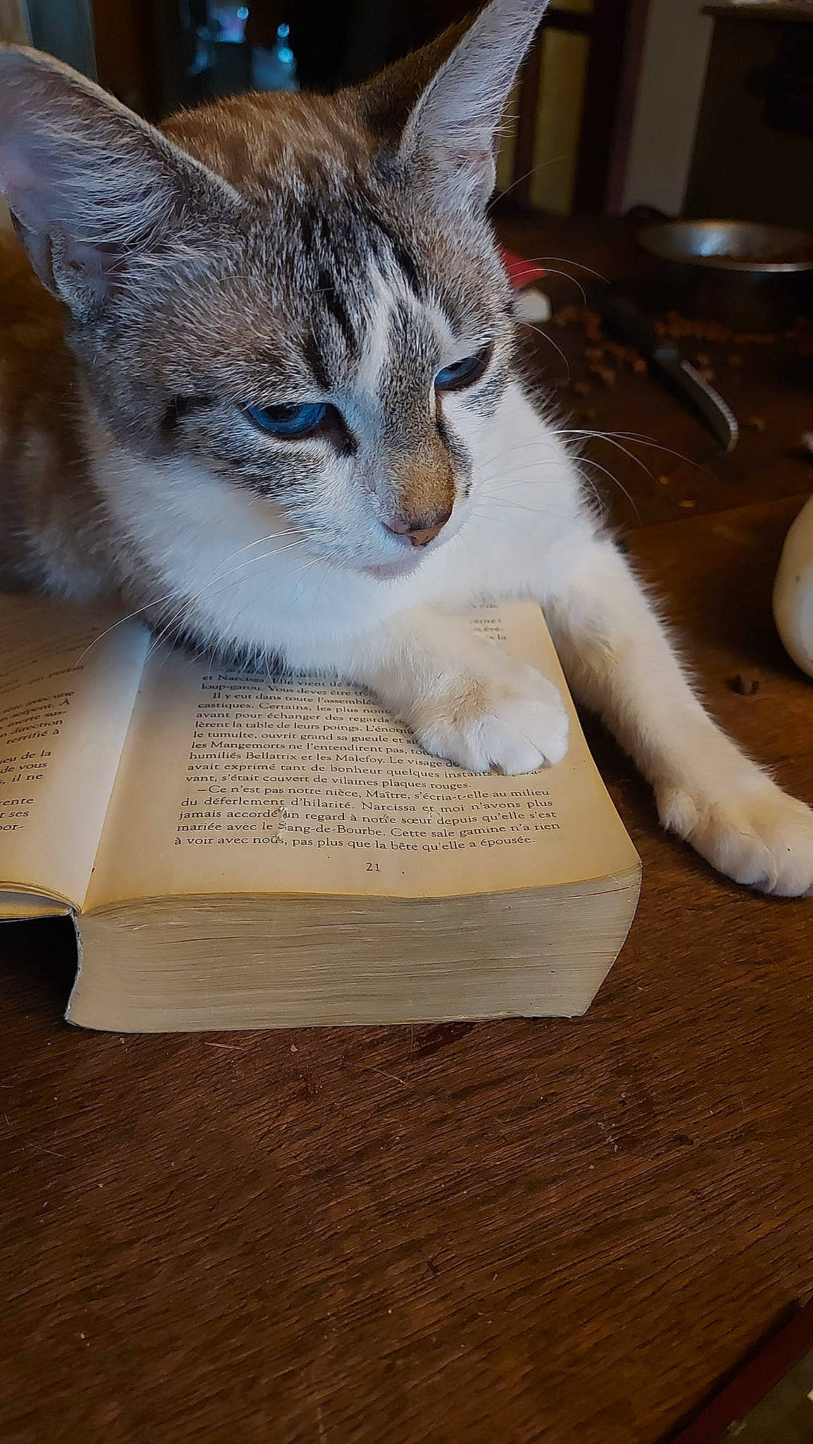 Poucinette a rejoint le concours — aidez-le/la à gagner de superbes lots ! book, carnivore, cat, cat_supply, claw, comfort, domestic_short_haired_cat, felidae, fur, hardwood, linens, paper, paper_product, paw, publication, small_to_medium_sized_cats, snout, tail, whiskers, wood