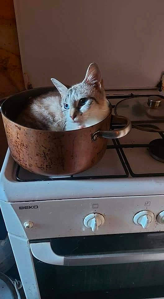 Poucinette participe au concours pour gagner de l'argent avec cette photo : automotive_exterior, automotive_lighting, bumper, cabinetry, carnivore, cat, drawer, fawn, felidae, gas, hardwood, home_appliance, major_appliance, personal_luxury_car, small_to_medium_sized_cats, vehicle, vehicle_door, whiskers, white, wood